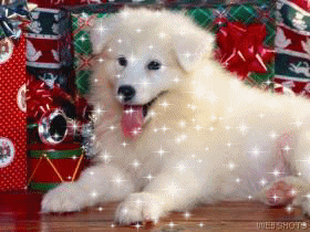 psík.gif